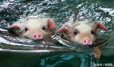 养猪不能养母猪是真的吗,养猪不能养母猪为什么