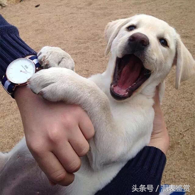 dw手表说明书第四页真假辨别,dw手表怎样验真假