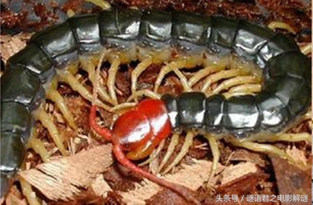 贯穿《西游》《封神》《水浒》三部书的蜈蚣精,到底是怎样一个狠角色?(1)