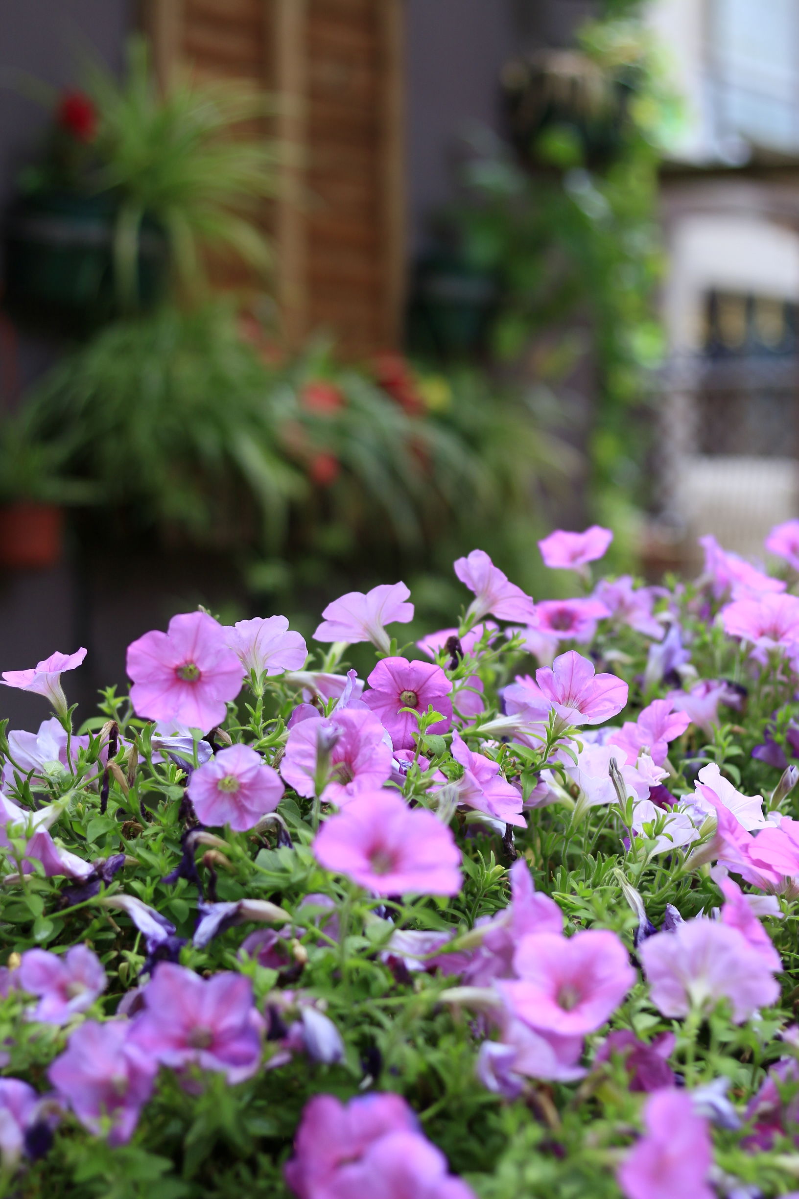 佳能70d配24mm头图片,佳能70d配18-55镜头怎么样