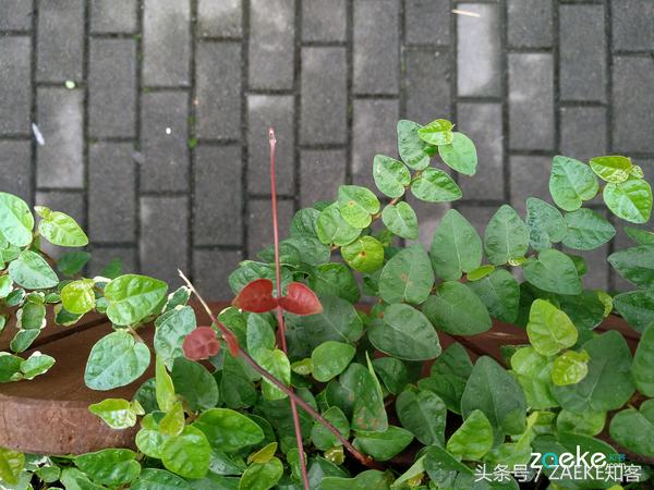 小米max2最新测评,小米max2评测