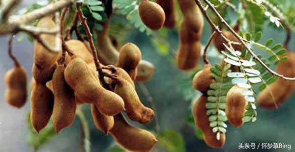 三亚必吃的十大水果排名,海南三亚最爱吃的水果