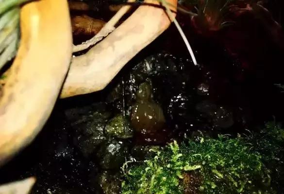 雨林缸生态水景,家居小鱼缸造景