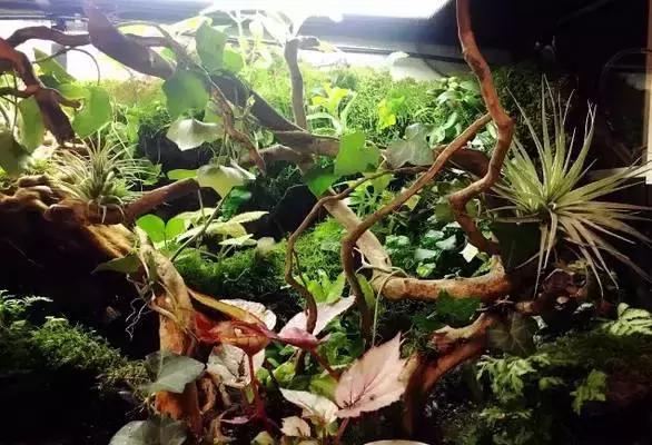 雨林缸生态水景,家居小鱼缸造景