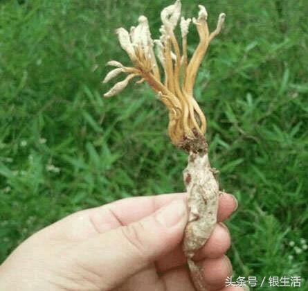 农村土长的冬虫夏草,野菜冬虫夏草有用吗
