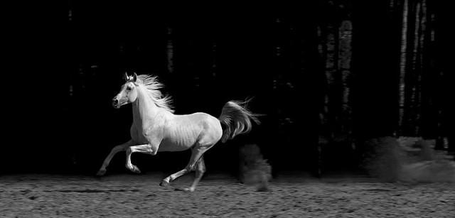 我们为什么会说“一匹马”，“一辆车”，你知道吗
