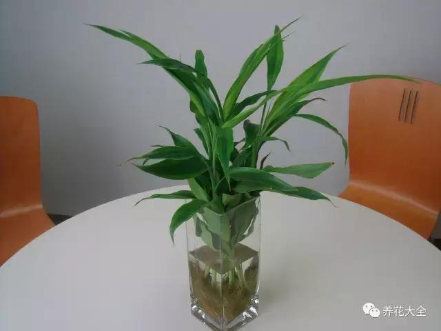 夏季发财树一般多少天浇水一次 (夏季多肉晴天浇水还是雨天浇水)