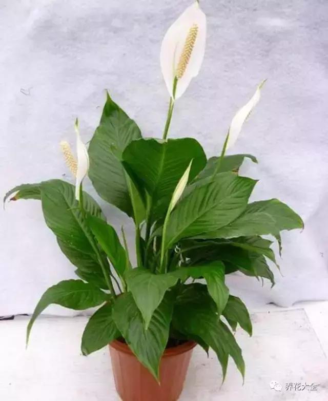 夏季发财树一般多少天浇水一次 (夏季多肉晴天浇水还是雨天浇水)