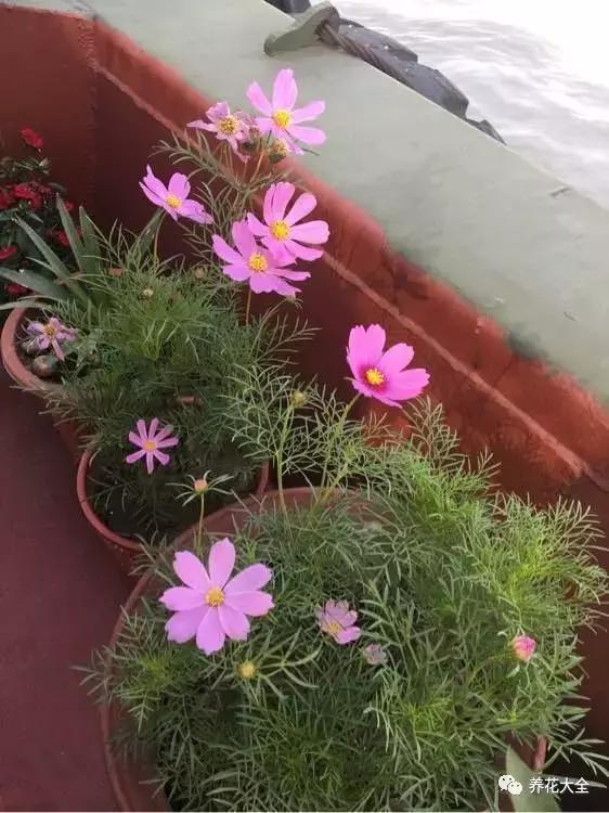 夏季发财树一般多少天浇水一次 (夏季多肉晴天浇水还是雨天浇水)