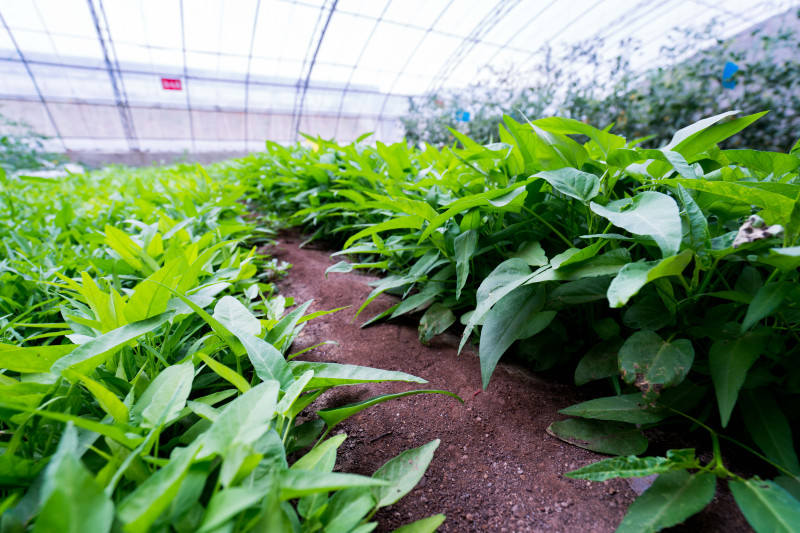 蓬莱温泉旅游度假村,蓬莱适合度假的小镇