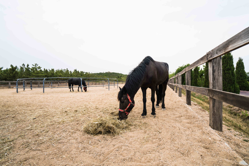 蓬莱温泉旅游度假村,蓬莱适合度假的小镇
