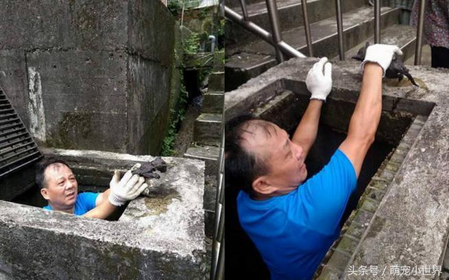 警方回应流浪猫死了被扔下水道,流浪猫两小时内突然死亡