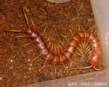 贯穿《西游》《封神》《水浒》三部书的蜈蚣精,到底是怎样一个狠角色?(1)