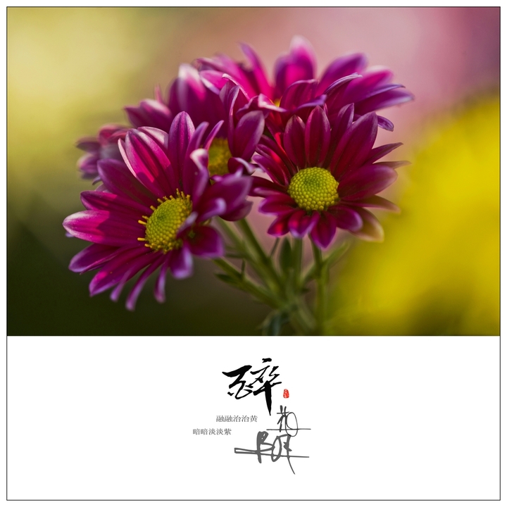 千古第一才女——易安居士