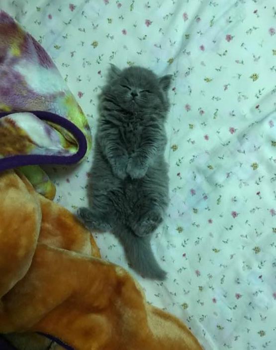 英短蓝猫的自愈能力,英短蓝猫生病怎么搞