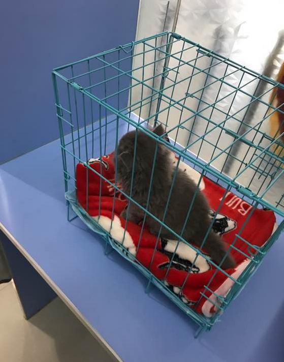 英短蓝猫的自愈能力,英短蓝猫生病怎么搞