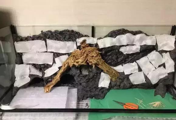 雨林缸生态水景,家居小鱼缸造景