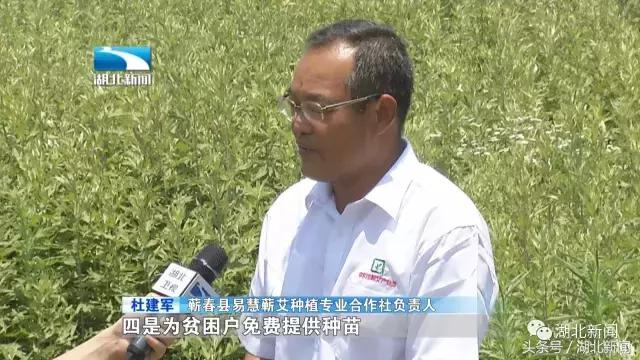 蕲春艾草在湖北什么地方最有名的,蕲春县有名的艾草