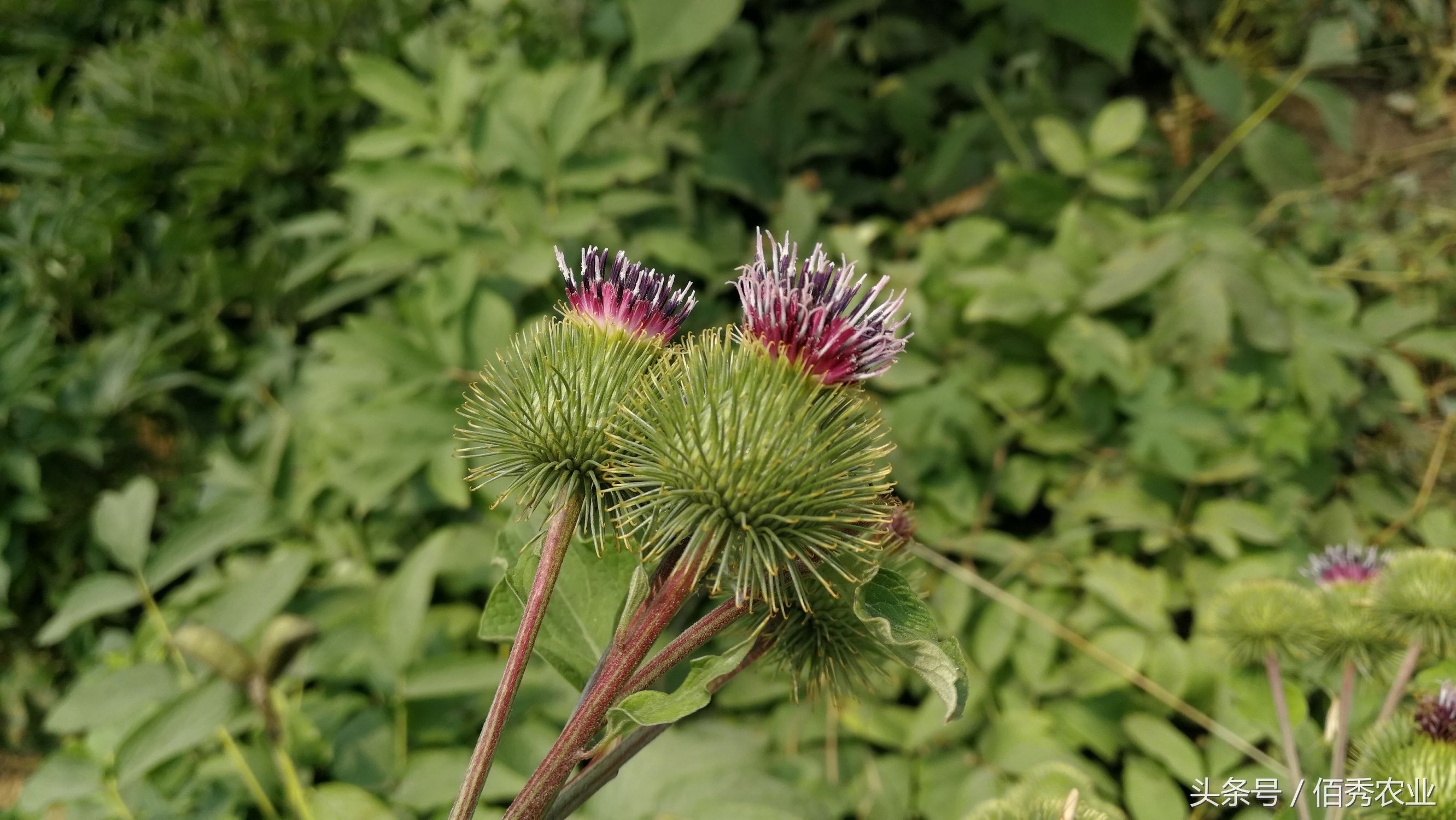 农村的鬼见愁是什么,农村说的鬼见愁是什么