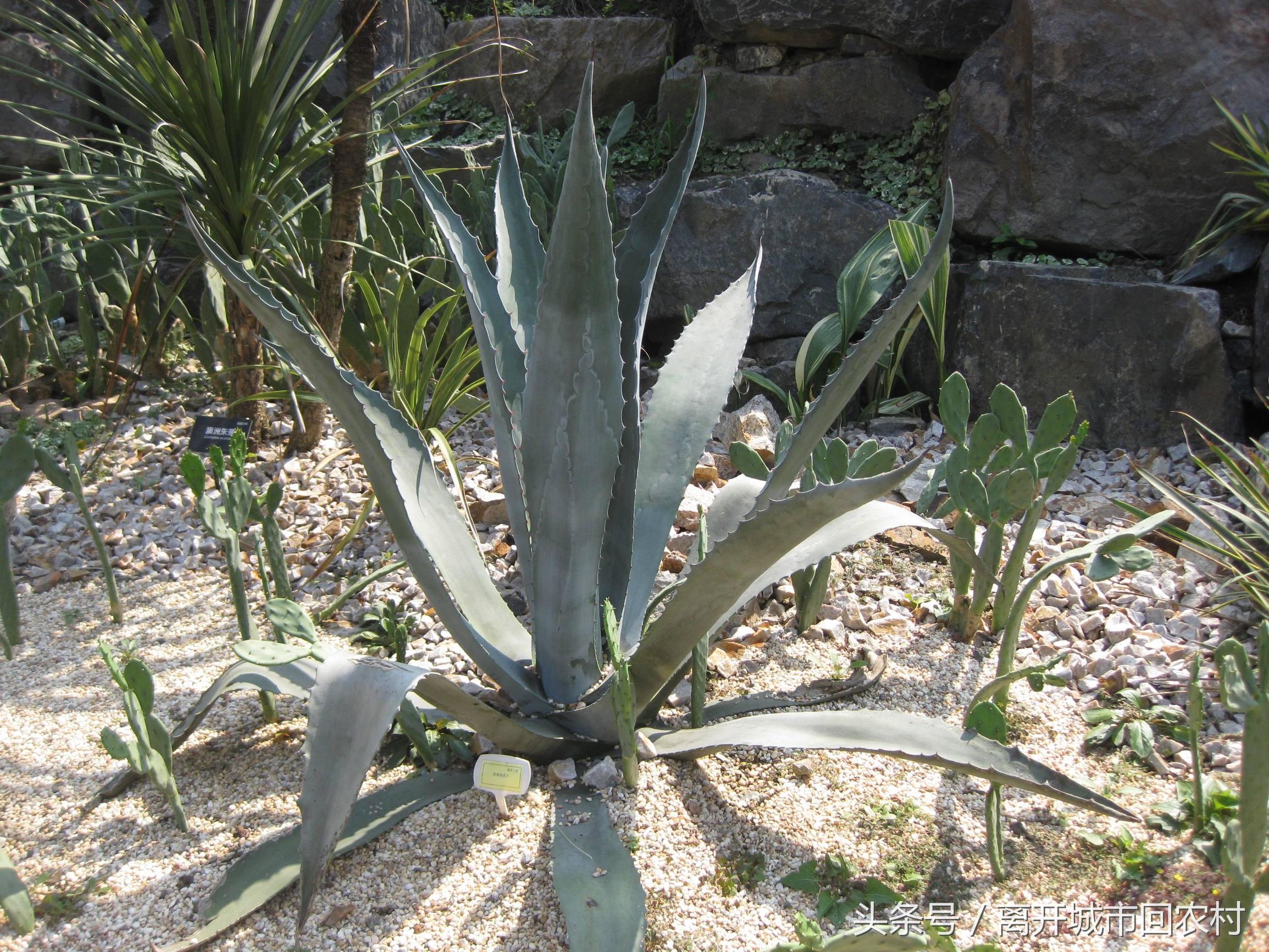 农村巨型“多肉”汁液有毒，花开即死，但能酿造美酒，专供外国人