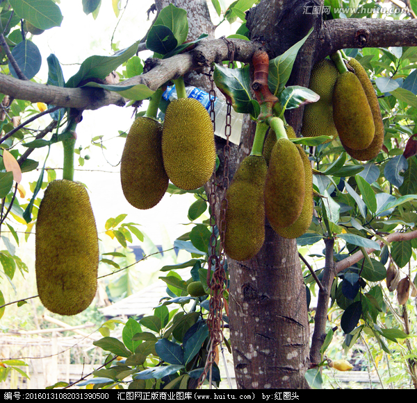 菠萝蜜为什么叫千刀砍,菠萝蜜为什么要挨几刀才结果