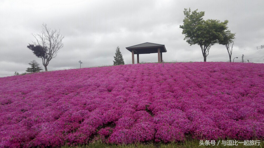美瑛，地处于北海道的中心位置，素有北海道肚脐之称