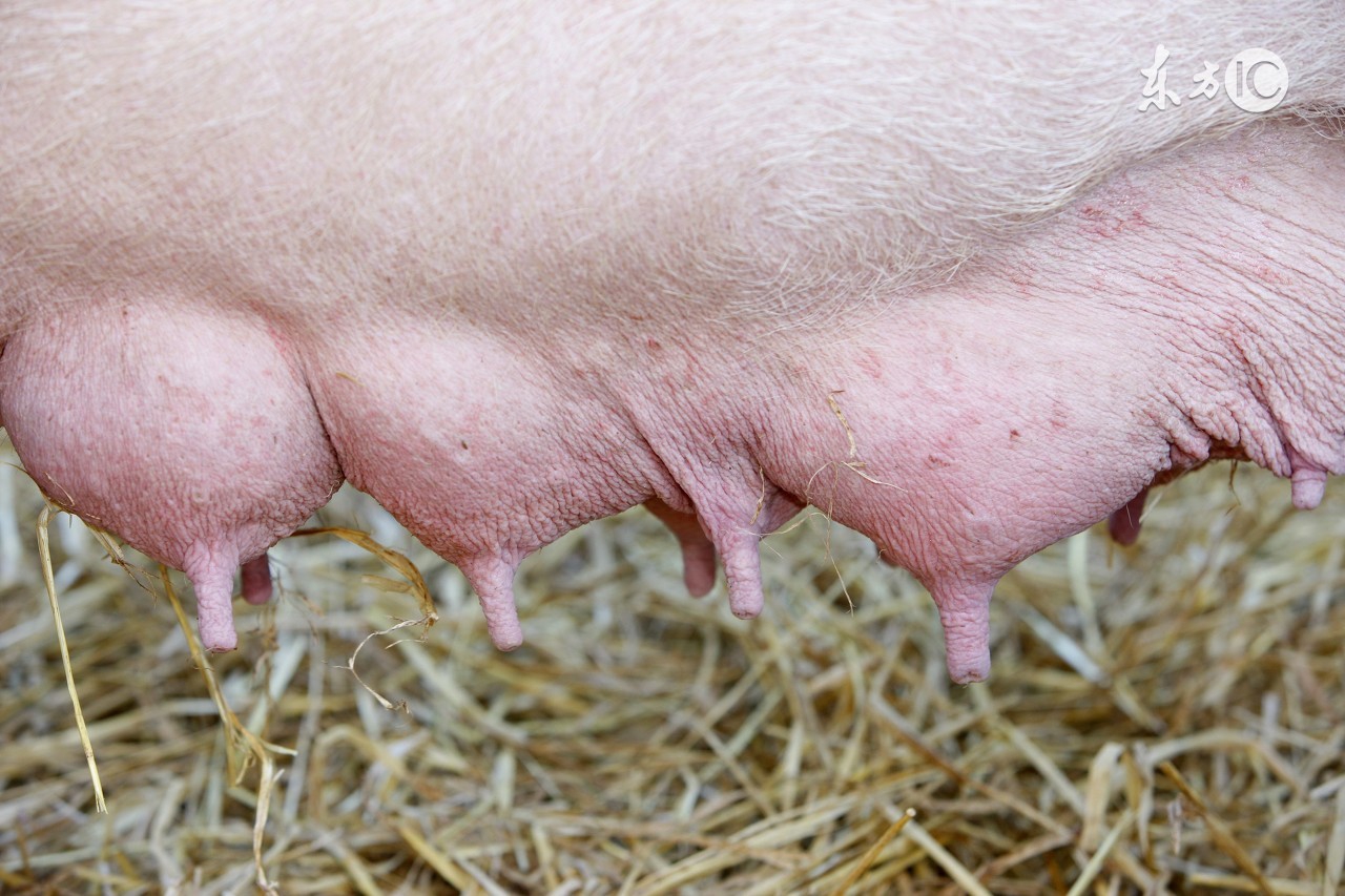 酷夏母猪受胎率低下?做到这几点,让你的母猪变成超生婆!