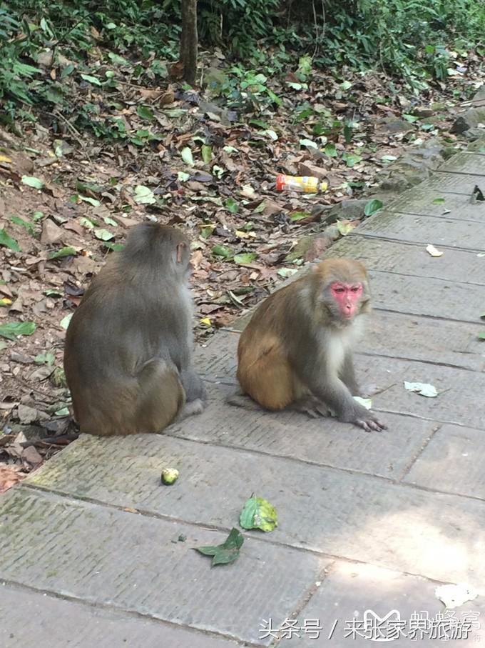 长沙到张家界凤凰五日游,深圳到张家界5天游攻略