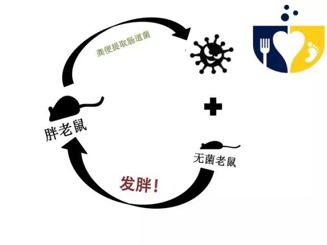 吃屎减肥？为了减肥也是蛮拼的