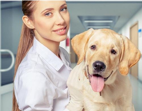 狗狗做绝育手术的三大好与坏