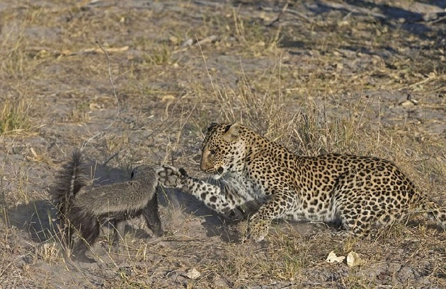 江湖上的平头哥大战纹身豹，个头虽小，不落下风，厉害了我的哥！