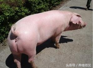 猪人工授精：你真的会查情吗？如何有效的查情？