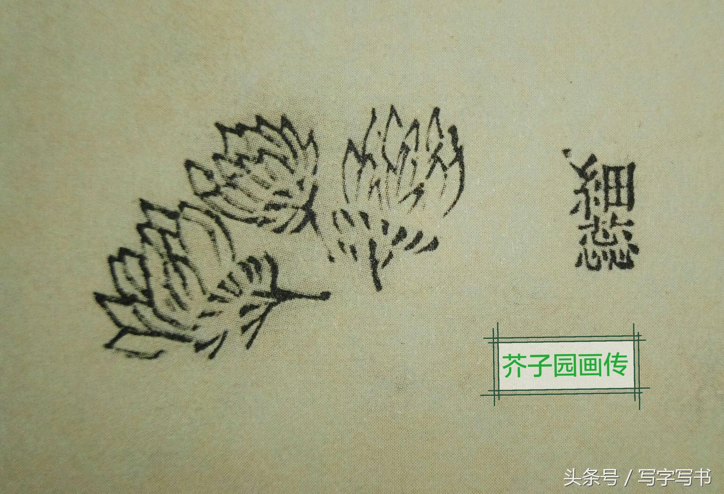 工笔画梅兰竹菊画法大全第一部分,墨牡丹花画法技巧