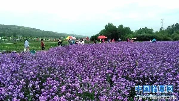 我把河州当“花州”