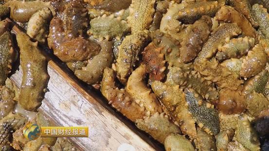 十亩水库养鱼一年收益,一亩鱼塘养鱼的收益