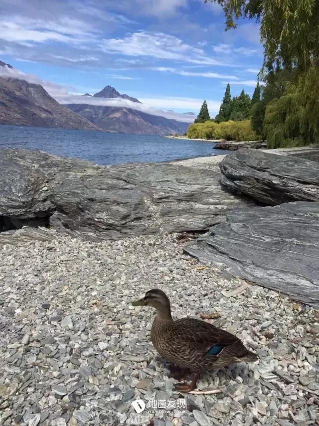 痛哭！即使今天抢不到新西兰打工旅行签证，也不能放弃新西兰啊！