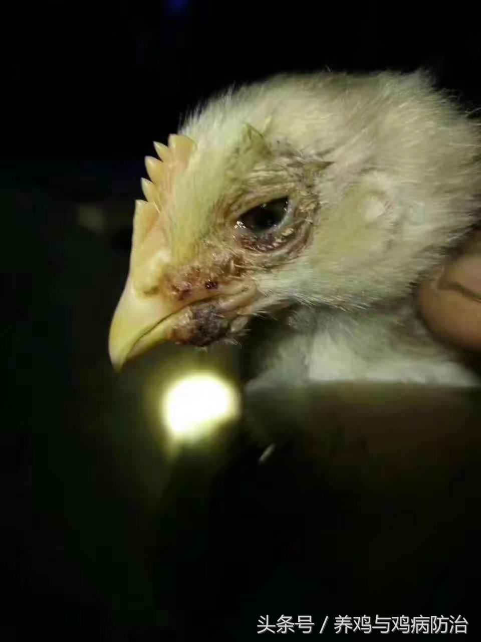 鸡得了鸡痘比较严重怎么办,养鸡长鸡痘要吃什么药