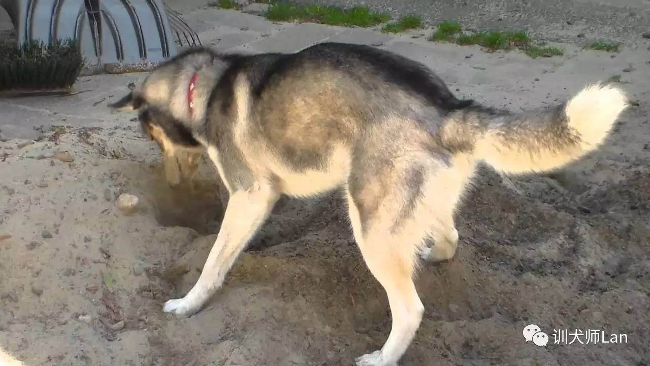 哈士奇养猫的坏处在哪,你适合养什么宠物好打理