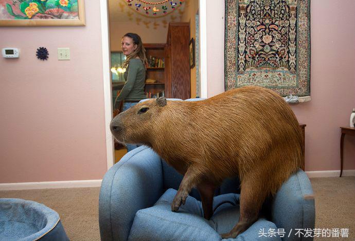 人工饲养大老鼠,农村小伙家里养了一只大老鼠