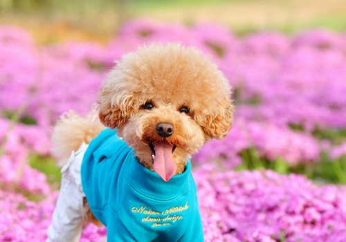 泰迪便便很软很粘怎么办,泰迪便便又小又细又软