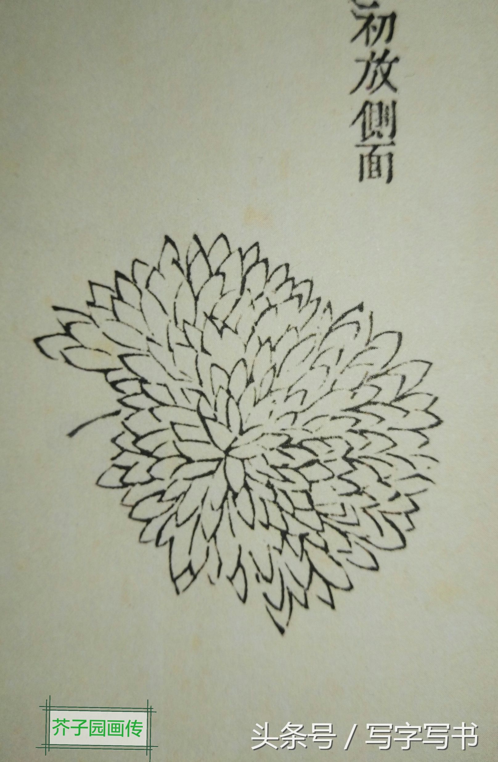 工笔画梅兰竹菊画法大全第一部分,墨牡丹花画法技巧