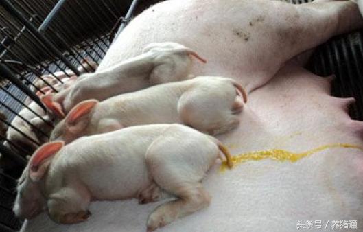 猪拉稀不用怕,猪拉稀又不吃怎么办