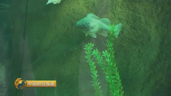 十亩水库养鱼一年收益,一亩鱼塘养鱼的收益