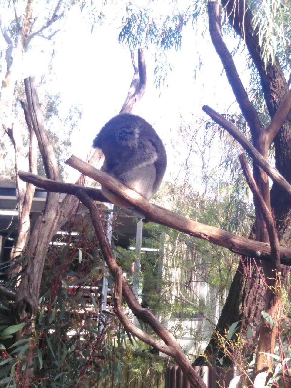 流浪在悉尼,流浪在澳洲的真实生活