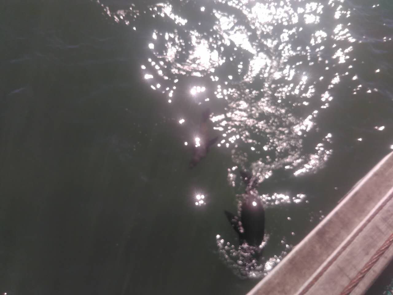 流浪在悉尼,流浪在澳洲的真实生活