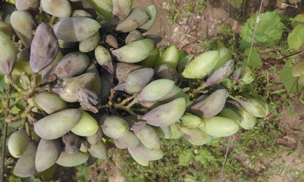 葡萄转色期怎么防溃疡,葡萄转色期防止落果的方法