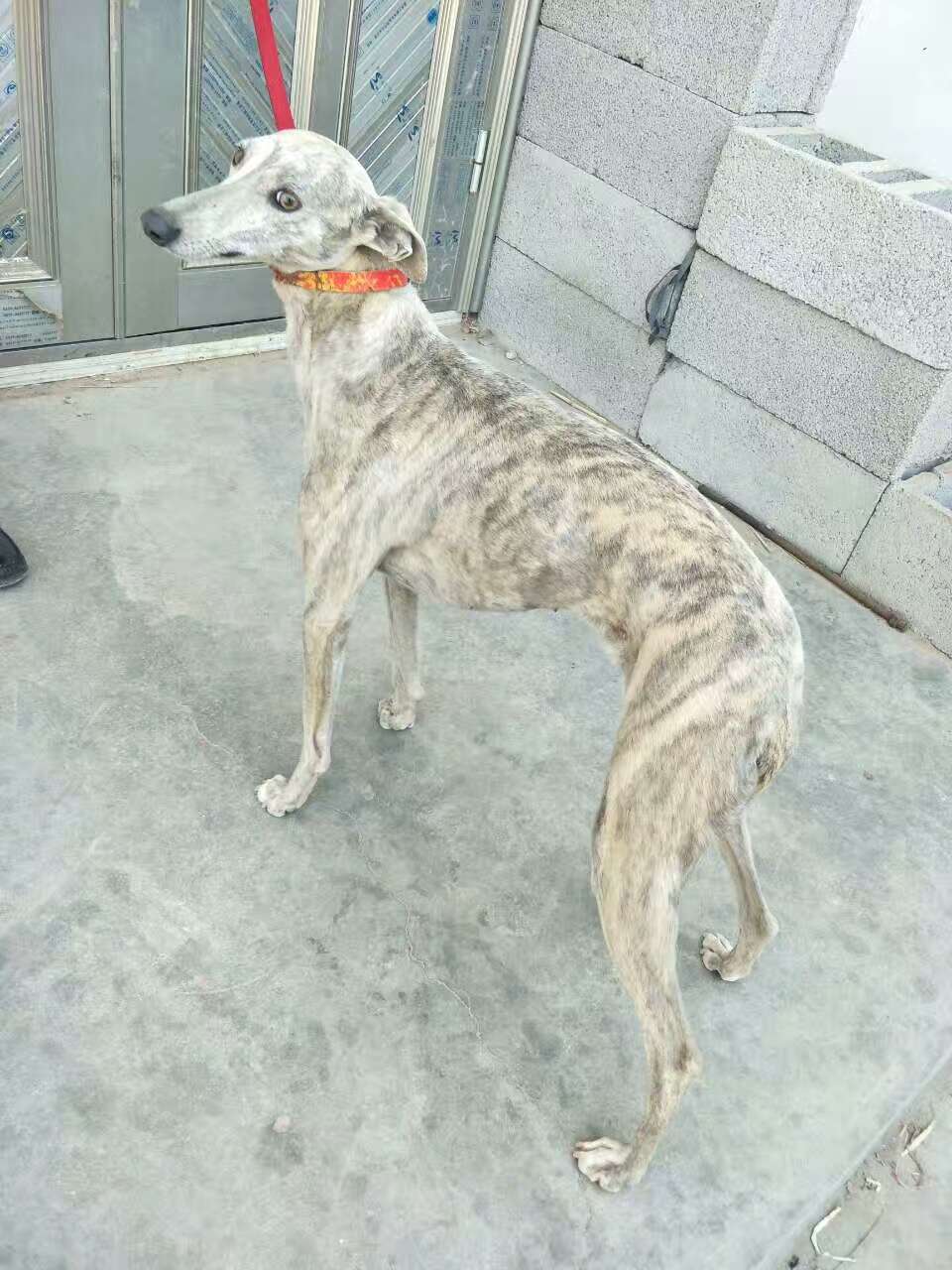 格力灵缇惠比特怎么分别,格力犬狩猎