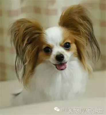 养蝴蝶犬注意哪些,养蝴蝶犬的注意事项