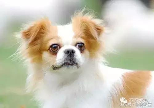 养蝴蝶犬注意哪些,养蝴蝶犬的注意事项