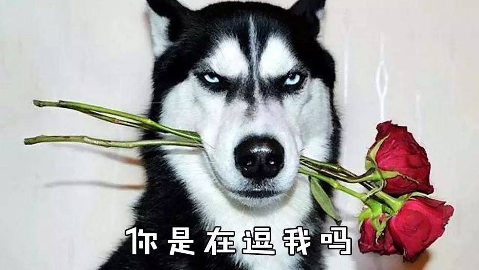 绝对不逗你！这些两个字的组合也是成语